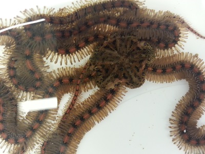 Brittle star